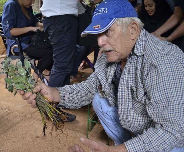 El productor Osvaldo Franchi-Alfaro selecciona los esquejes para reproducirlos. Foto Elvis Gil