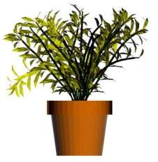 Aseguran que las plantas en macetas no alcanzan su m�ximo potencial