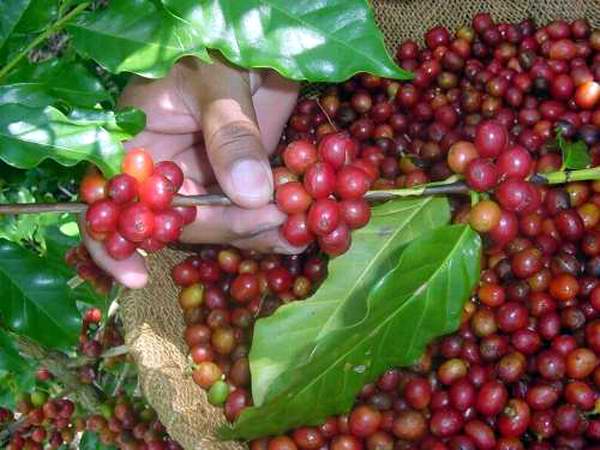 Cienfuegos cumple producción de café para exportar, ventas y consumo