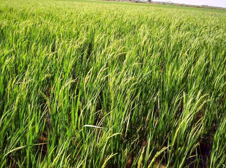 Arroceros de Cienfuegos sustituyen importaciones Arroceros de Cienfuegos sustituyen importaciones