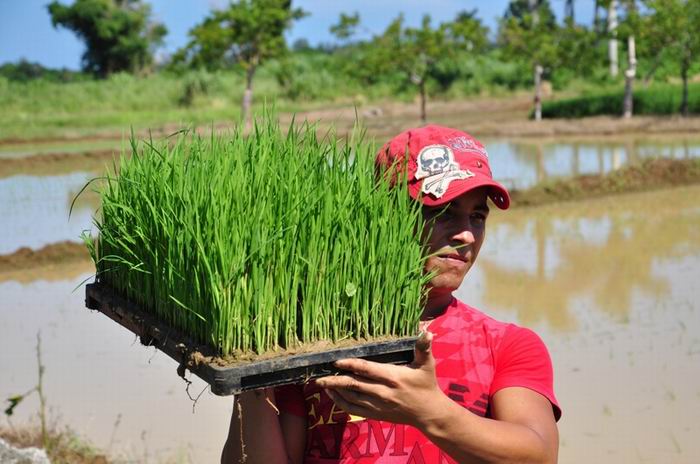 Cuba and Japan Consolidate Project to Develop Rice Growing