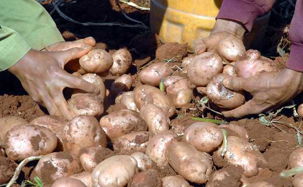 Potato harvest in Cuban province shows growth in yields