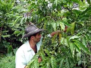 Turquino Agricultural Project turning 25 years of Existence in Cienfuegos Turquino Agricultural Project turning 25 years of Existence in Cienfuegos