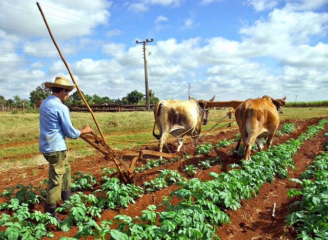Good Investment Trend of the Cuban Agricultural Sector
