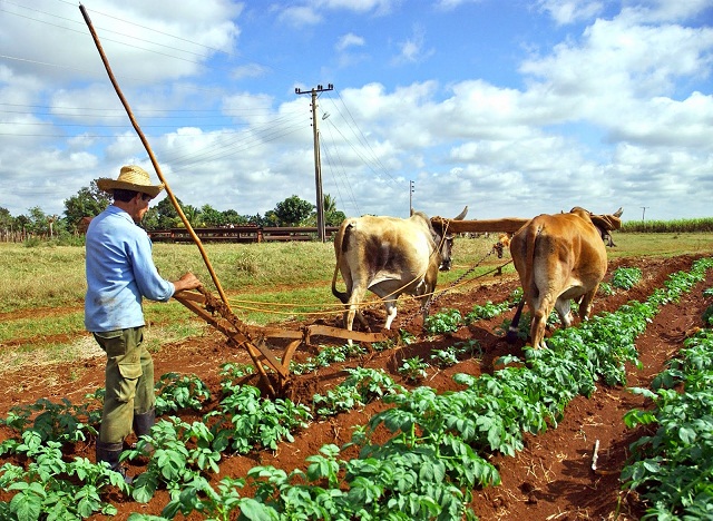 Trascendental respuesta de los agricultores cubanos al huracán Irma (+Audio)