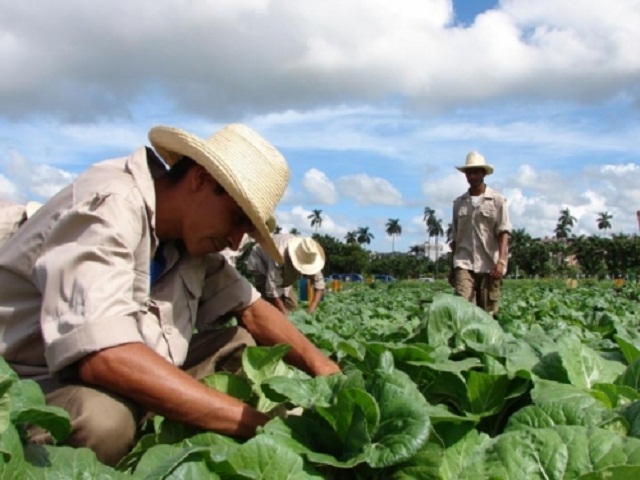 Trascendental respuesta de los agricultores cubanos al huracán Irma (+Audio)