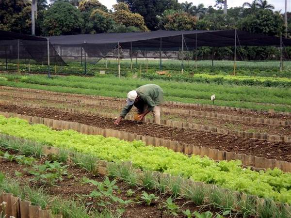 Ponderan la agroecología en Mayabeque