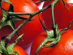 Cuba Resorts to Hybrid Tomatoes to Cut Down Imports