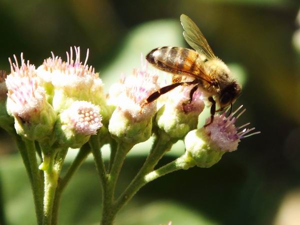 Las abejas como representantes de una comunidad social, poseen medios de comunicaci�n sumamente desarrollados para la transmisi�n simb�lica de informaci�n. Estos insectos, al igual que el hombre poseen cinco sentidos y son capaces de ver, o�r, palpar, gustar y oler. Foto Abel Rojas Barallobre