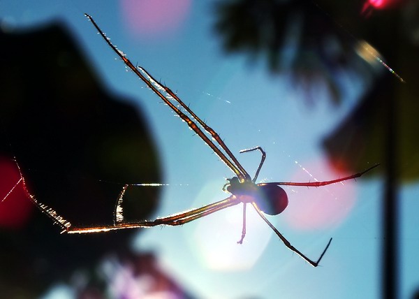 Todas las ara�as son depredadoras de otros insectos o peque�os animales. Producen seda que emplean en tejer las telas, envolver a las presas, tapizar refugios, e incluso a modo de transporte a�reo. Seg�n el aracn�logo cubano Giraldo Alay�n Garc�a, existen casi 250 especies de ara�as end�micas de Cuba. Foto Abel Rojas Barallobre