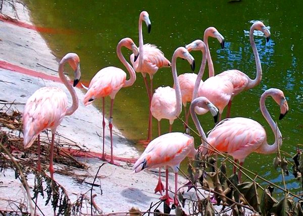 En Cuba s�lo encontramos una de las cinco especies de flamencos que existen distribuidas en el mundo. El flamenco aut�ctono cubano es el mayor de la familia a la cual pertenece aunque, no sobrepasa los 120 cent�metros de altura. Foto Abel Rojas Barallobre 
