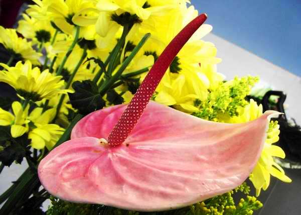 En el lenguaje del las flores, el anthurium significa sensualidad ardiente y erotismo. Foto Abel Rojas En el lenguaje del las flores, el anthurium significa sensualidad ardiente y erotismo. Foto Abel Rojas