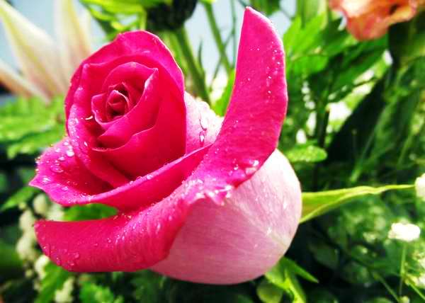 Un botón de rosa representa una declaración de amor. Foto Abel Rojas Un botón de rosa representa una declaración de amor. Foto Abel Rojas