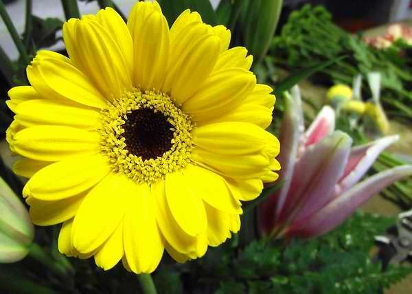 La gerbera significa inocencia, pureza, la belleza de la vida y la naturaleza. Foto Abel Rojas La gerbera significa inocencia, pureza, la belleza de la vida y la naturaleza. Foto Abel Rojas