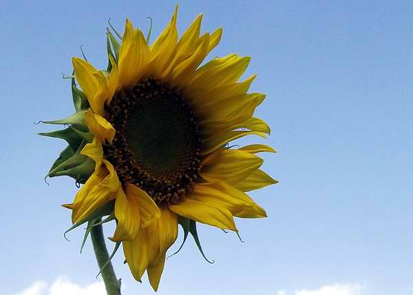 El girasol, con sus grandes pétalos amarillos, significan adoración. Foto Abel Rojas El girasol, con sus grandes pétalos amarillos, significan adoración. Foto Abel Rojas