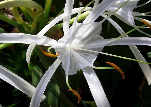 El lirio blanco significa corazón tierno, te quiero y confío en ti. Foto Abel Rojas El lirio blanco significa corazón tierno, te quiero y confío en ti. Foto Abel Rojas