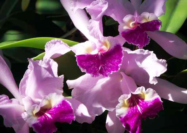 La orquídea es una excelente elección para la mujer refinada y elegante. Foto Abel Rojas La orquídea es una excelente elección para la mujer refinada y elegante. Foto Abel Rojas
