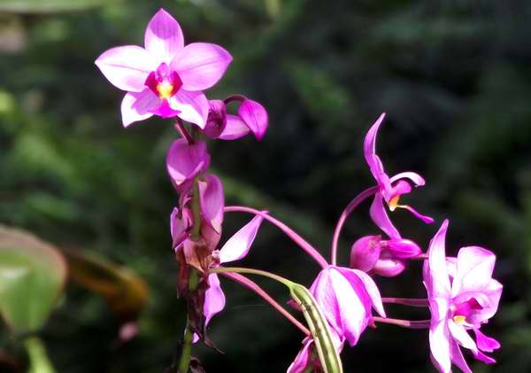 La orquídea también demuestra un profundo amor y compromiso. Foto Abel Rojas La orquídea también demuestra un profundo amor y compromiso. Foto Abel Rojas