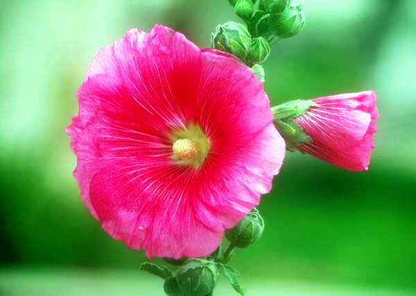 “Tu presencia me alivia” es el mensaje que dan las petunias. Foto Abel Rojas “Tu presencia me alivia” es el mensaje que dan las petunias. Foto Abel Rojas