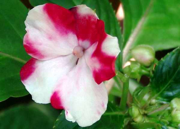 La petunia, flor de gran belleza que se distingue por sus vistosos colores. Foto Abel Rojas La petunia, flor de gran belleza que se distingue por sus vistosos colores. Foto Abel Rojas