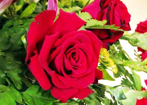 Rosas rojas para todos los enamorados en este 14 de Febrero. Foto Abel Rojas Rosas rojas para todos los enamorados en este 14 de Febrero. Foto Abel Rojas