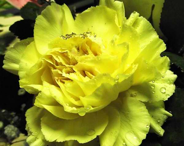 Las rosas amarillas representan al “amor eterno”. Foto Abel Rojas Las rosas amarillas representan al “amor eterno”. Foto Abel Rojas