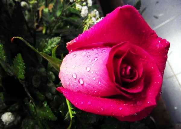 La rosa, históricamente vinculada a la pasión y al verdadero amor. Foto Abel Rojas La rosa, históricamente vinculada a la pasión y al verdadero amor. Foto Abel Rojas