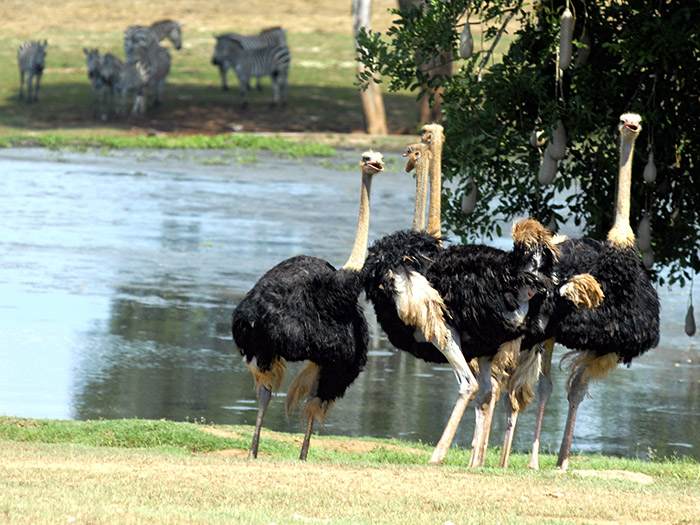 El avestruz es un ave grande que no vuela, sino que es corredora. Se halla en África. Foto: Abel Rojas Barallobre