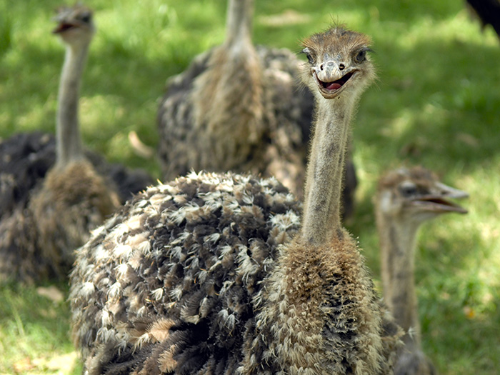 El avestruz es la más grande y la más pesada de las aves que aún existen; puede alcanzar los tres metros de altura. Foto: Abel Rojas Barallobre 