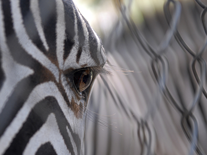 Las cebras son especialmente célebres por sus características rayas negras y blancas, que no sólo varían entre las tres especies existentes, sino también de un individuo al otro. Foto: Abel Rojas Barallobre 