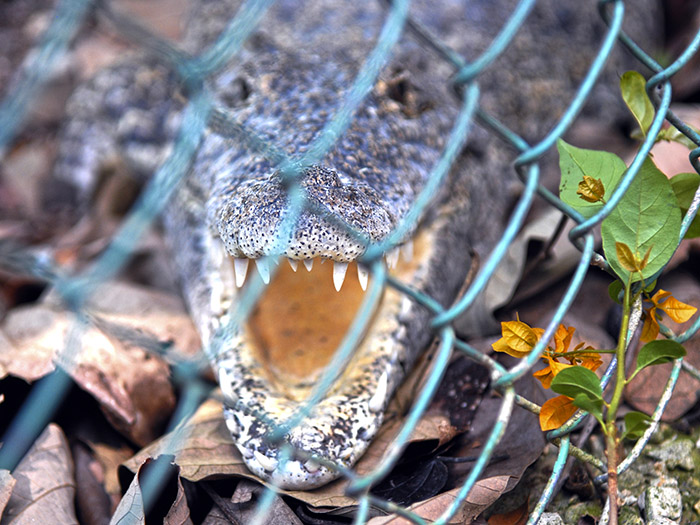Los cocodrilos pueden controlar la velocidad de su digestión según la abundancia de presas y de la temperatura ambiente. Foto: Abel Rojas Barallobre 