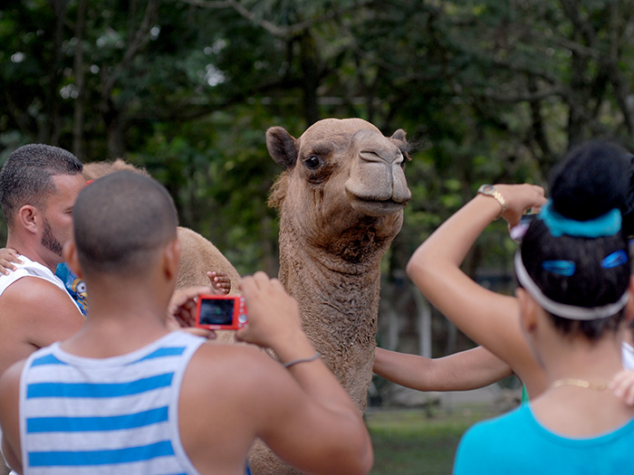 Dromedario. Foto: Abel Rojas Barallobre   