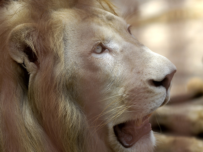 El león blanco es una mutación poco frecuente de color; y se encuentra ocasionalmente en las reservas naturales de África del Sur, y se cría selectivamente en muchos zoológicos del mundo. Foto: Abel Rojas Barallobre  