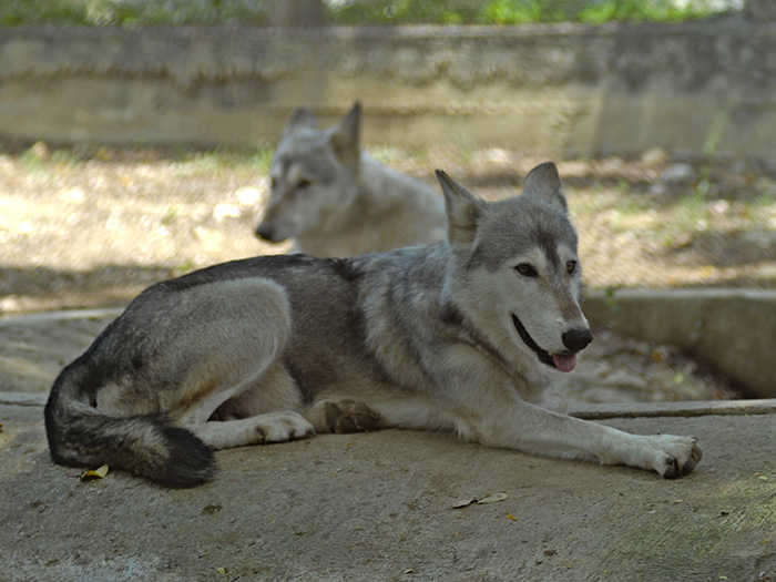 Los lobos son animales territoriales; estudios han mostrado que el tamaño medio del territorio de una manada ronda los 200 km2. Foto: Abel Rojas Barallobre