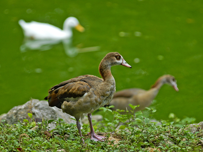 El pato es una de las aves acuáticas más presentes en todos los puntos del mundo debido a sus migraciones. Foto: Abel Rojas Barallobre