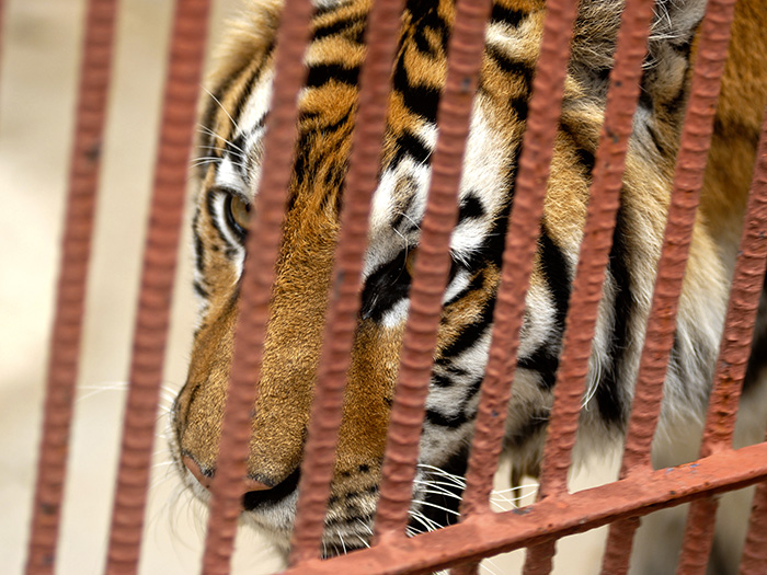 El tigre se encuentra solamente en el continente asiático; es un predador carnívoro y es la especie de félido más grande del mundo. Foto: Abel Rojas Barallobre 