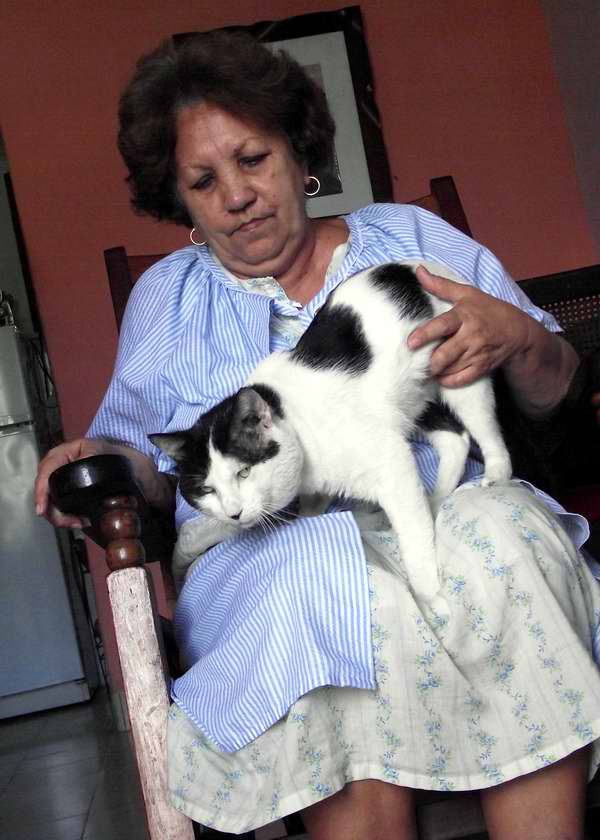 Etol�gicamente, los gatos ven a los humanos como un sustituto de las madres. Foto Abel Rojas