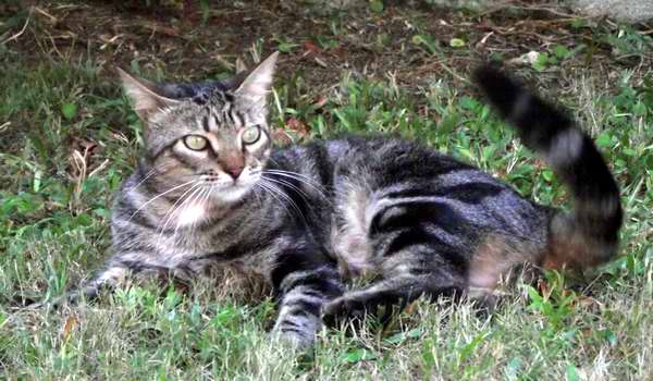 El gato dom�stico tiene u�as retr�ctiles, buen o�do y olfato, una notable visi�n nocturna y un cuerpo compacto musculoso y muy flexible. Foto Abel Rojas