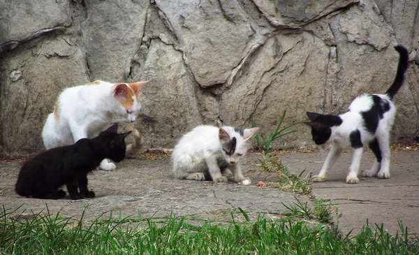 Los gatos son animales muy sociales, prefieren vivir en colonias m�s o menos jerarquizadas. Foto Abel Rojas