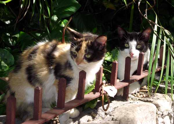 Los gatos se caracterizan por la variedad de sus colores. Foto Abel Rojas