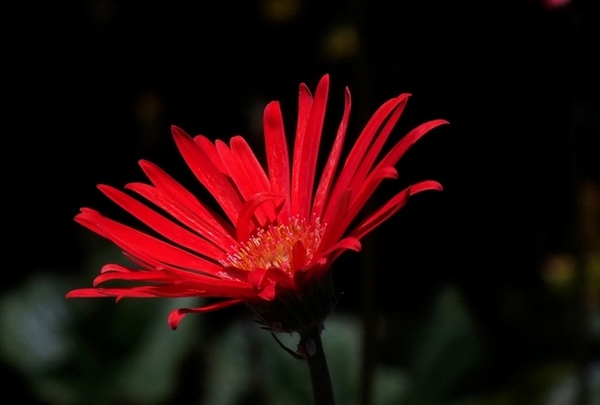 Cada color tiene sus cualidades exclusivas, y pueden estimular, a veces de manera inconsciente, nuestra percepci�n. Foto Abel Rojas