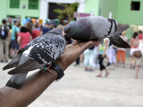 Un pequeño espacio para estar entre palomas. Foto Abel Rojas Barallobre