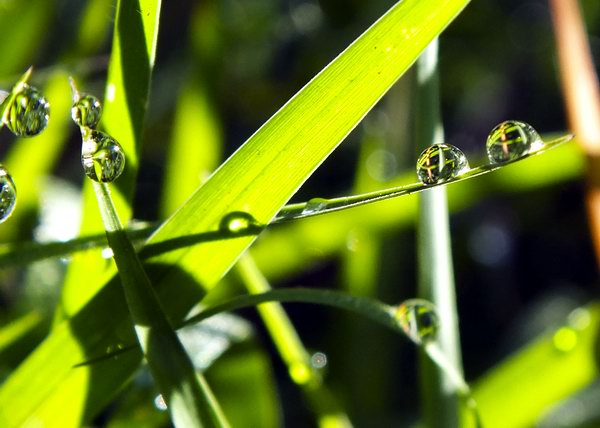 El rocío, pequeñas perlas de la naturaleza. Foto: Abel Rojas El rocío, pequeñas perlas de la naturaleza. Foto: Abel Rojas