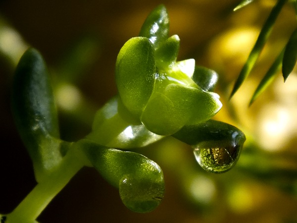 El rocío, pequeñas perlas de la naturaleza. Foto: Abel Rojas El rocío, pequeñas perlas de la naturaleza. Foto: Abel Rojas