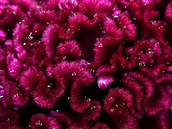 El rocío, pequeñas perlas de la naturaleza. Foto: Abel Rojas El rocío, pequeñas perlas de la naturaleza. Foto: Abel Rojas
