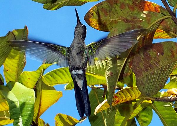 A diferencia de las de otras aves, las alas del zunz�n se conectan con el cuerpo s�lo desde la coyuntura de la espalda. Esta adaptaci�n le permite al ala rotar casi 180 grados. Foto Abel Rojas Barallobre