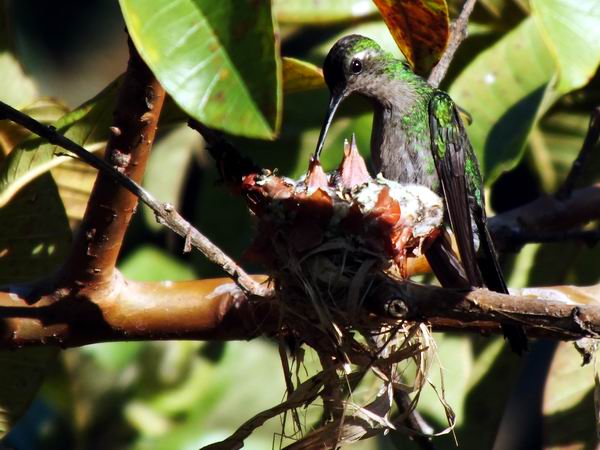 Los colibr�es alimentan a sus hijos durante unas tres a cuatro semanas. La hembra va al nido en este tiempo hasta 140 veces al d�a para alimentar a sus cr�as. Foto Abel Rojas Barallobre