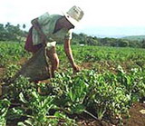 Agricultura