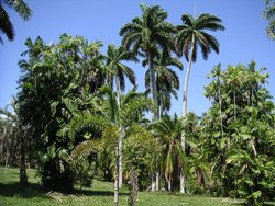 Palmas