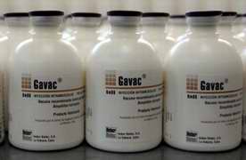 Vacuna cubana Gavac disminuye enfermedades en el ganado
